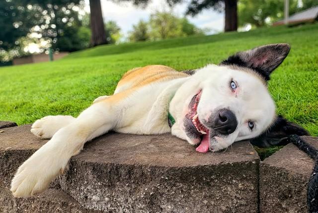 TAIO, Adoptable, Adult Male Akita & Mixed Breed.