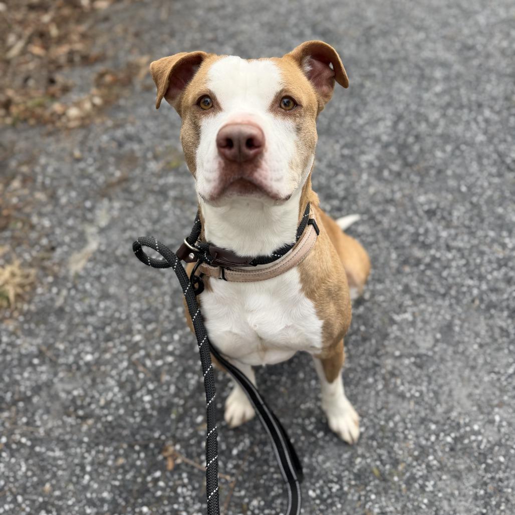 Flame, a Adoptable Pit Bull Terrier in Harrisonburg, VA image 1/6