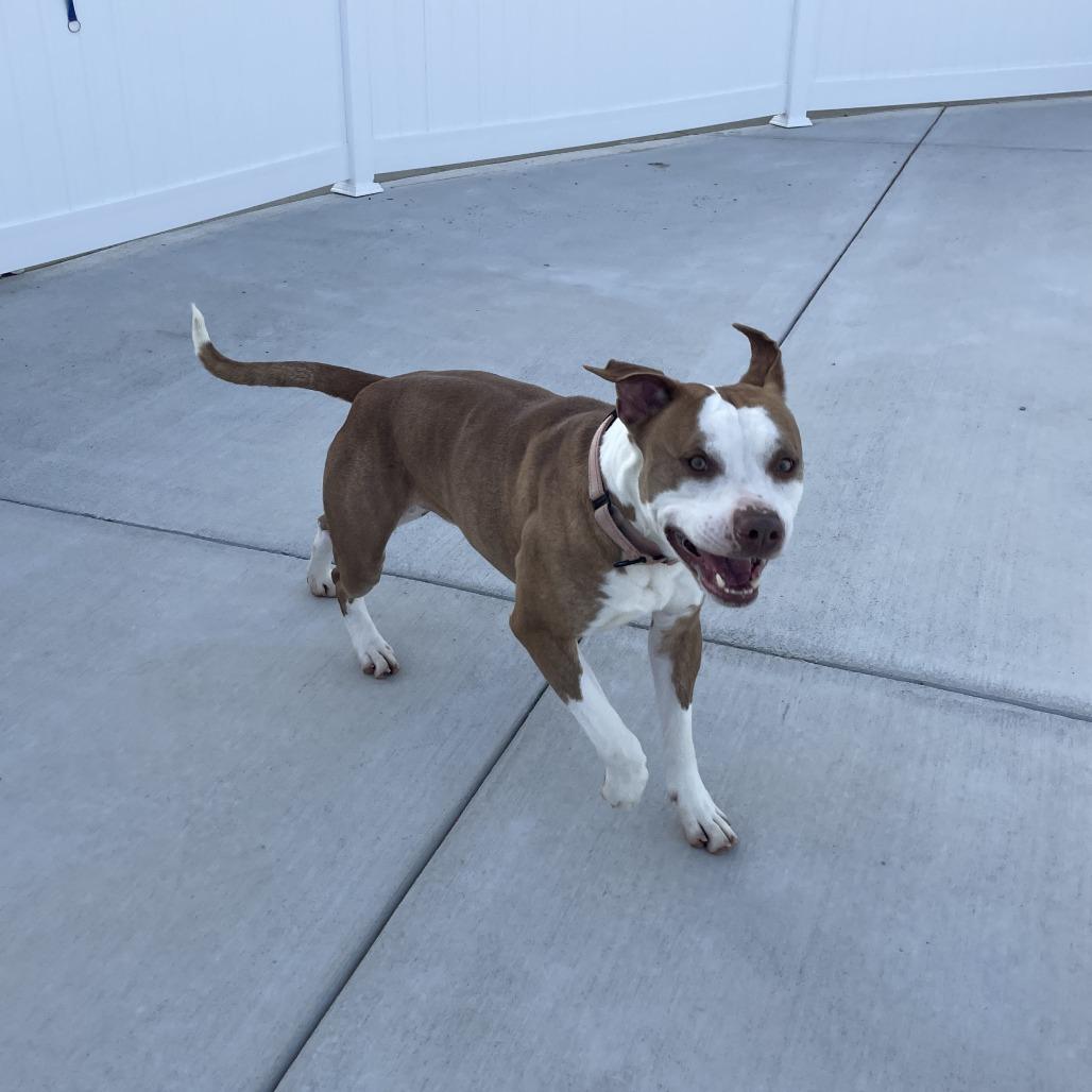 Flame, a Adoptable Pit Bull Terrier in Harrisonburg, VA image 2/6