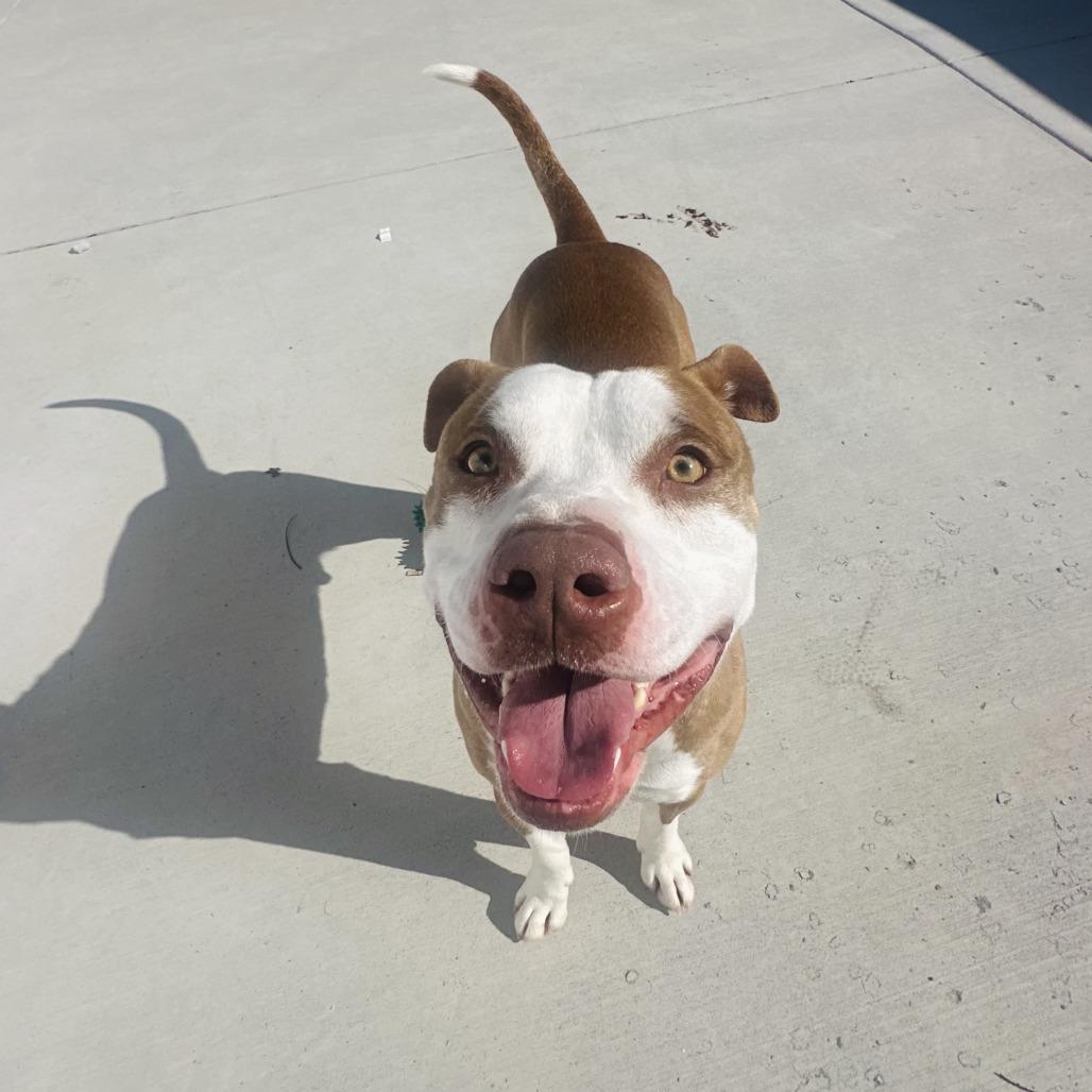 Flame, a Adoptable Pit Bull Terrier in Harrisonburg, VA image 3/6
