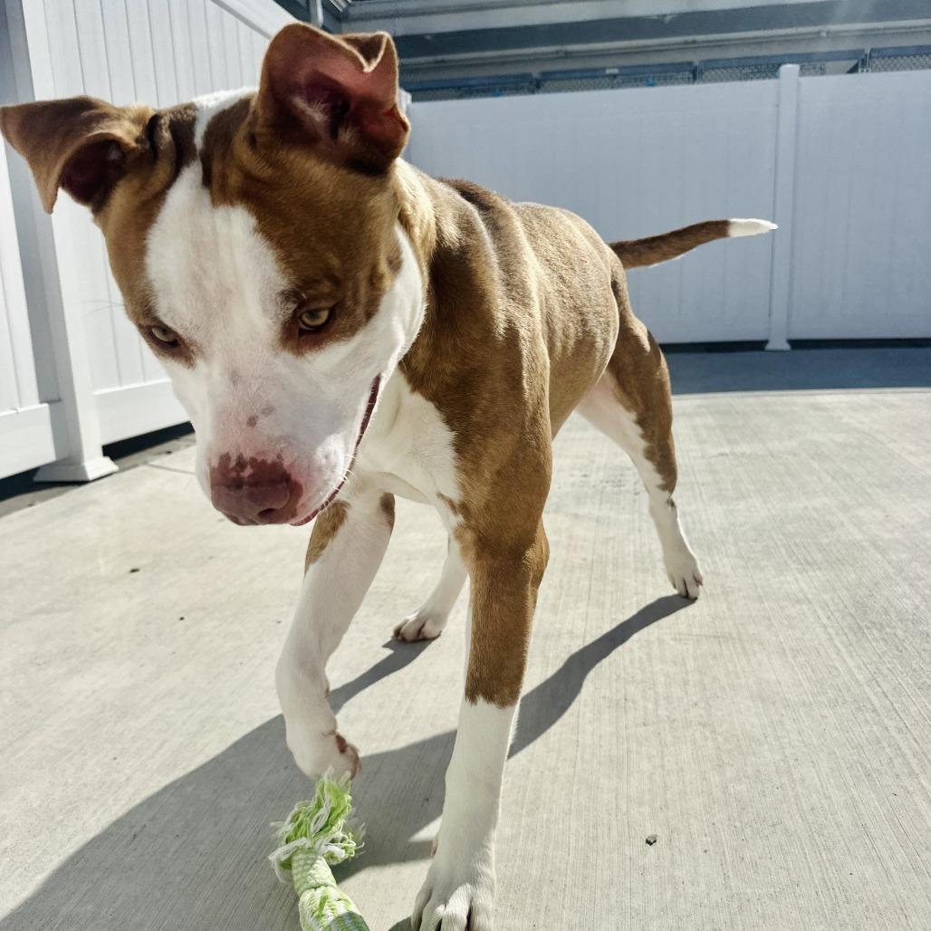 Flame, a Adoptable Pit Bull Terrier in Harrisonburg, VA image 4/6