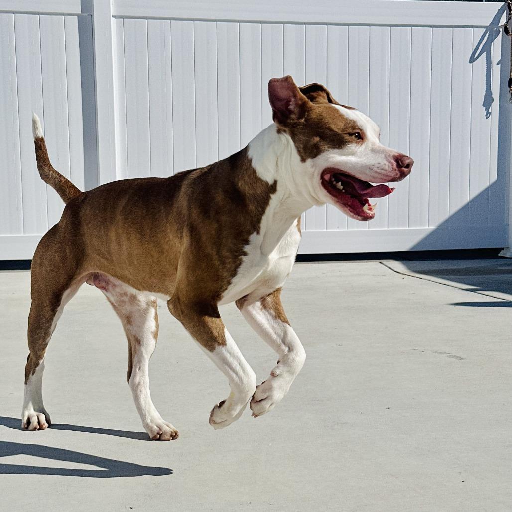 Enlarge Flame, a Adoptable Pit Bull Terrier in Harrisonburg, VA image 5/6