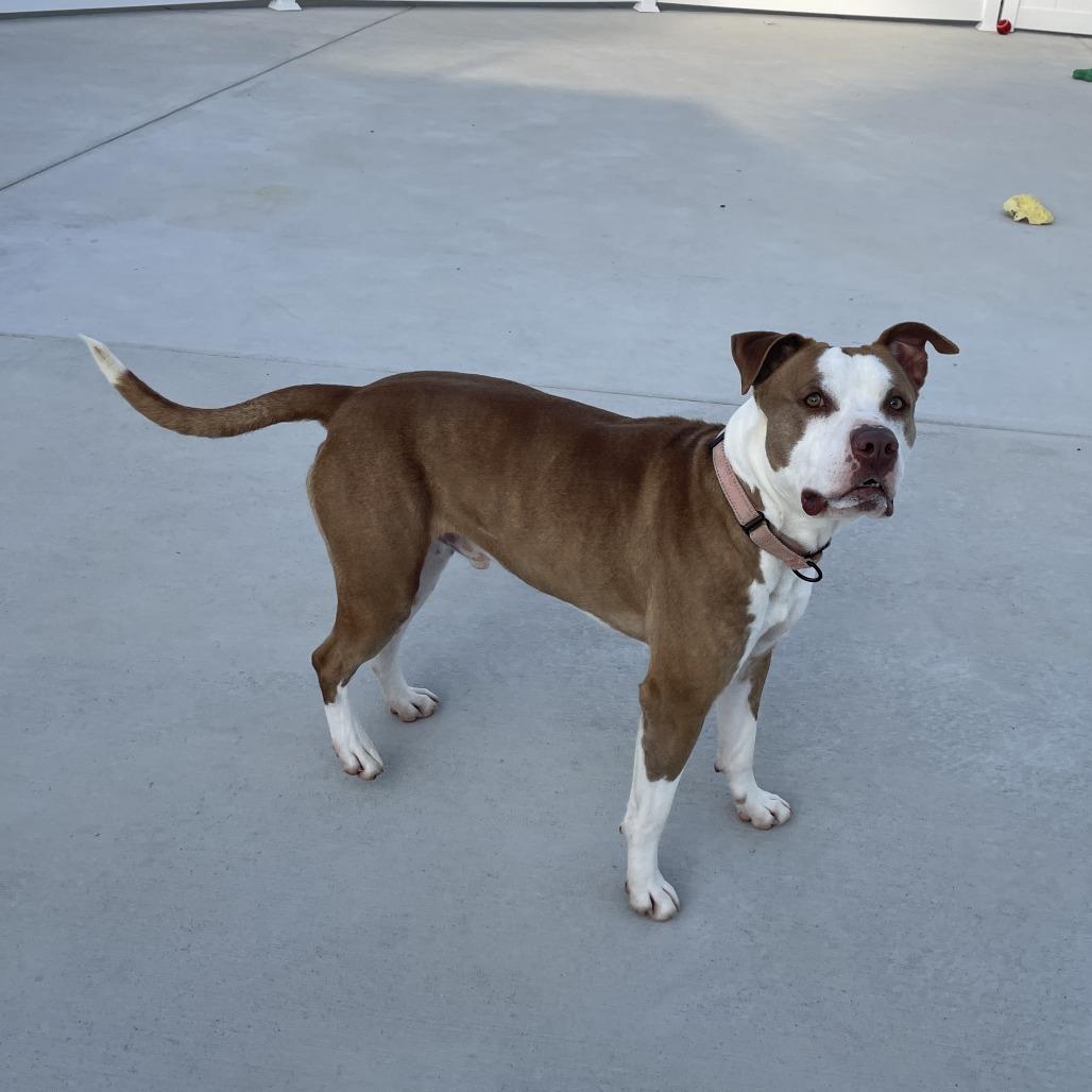 Flame, a Adoptable Pit Bull Terrier in Harrisonburg, VA image 5/6