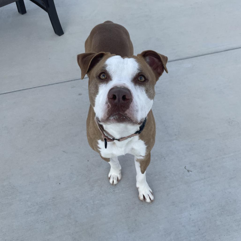 Flame, a Adoptable Pit Bull Terrier in Harrisonburg, VA image 6/6