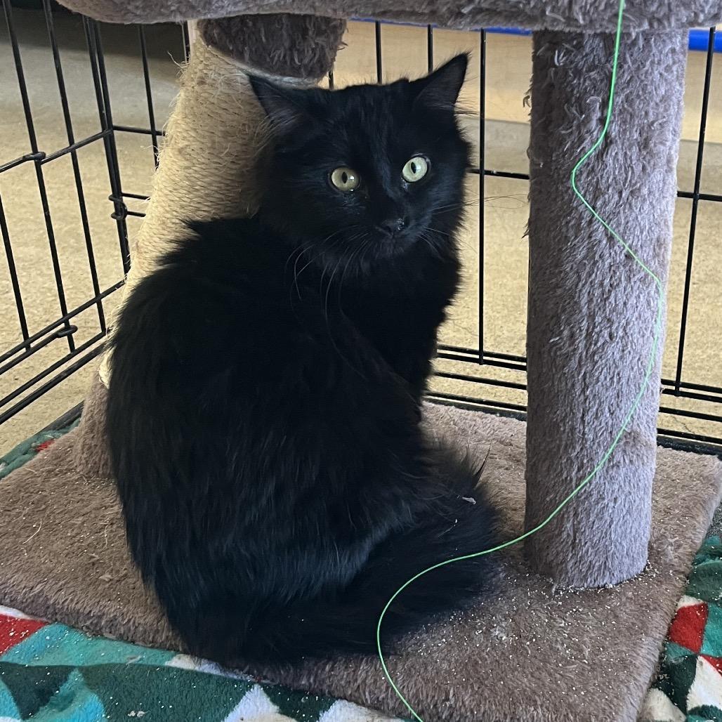 Jessi, Adoptable, Young Female Domestic Long Hair.