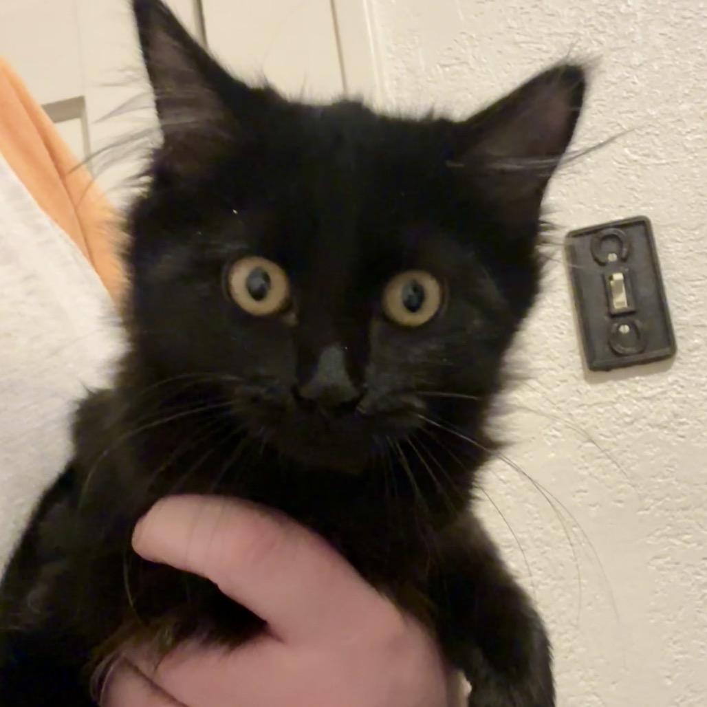 Jessi, Adoptable, Kitten Female Domestic Long Hair.