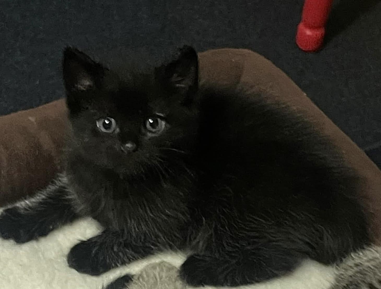 Blackie