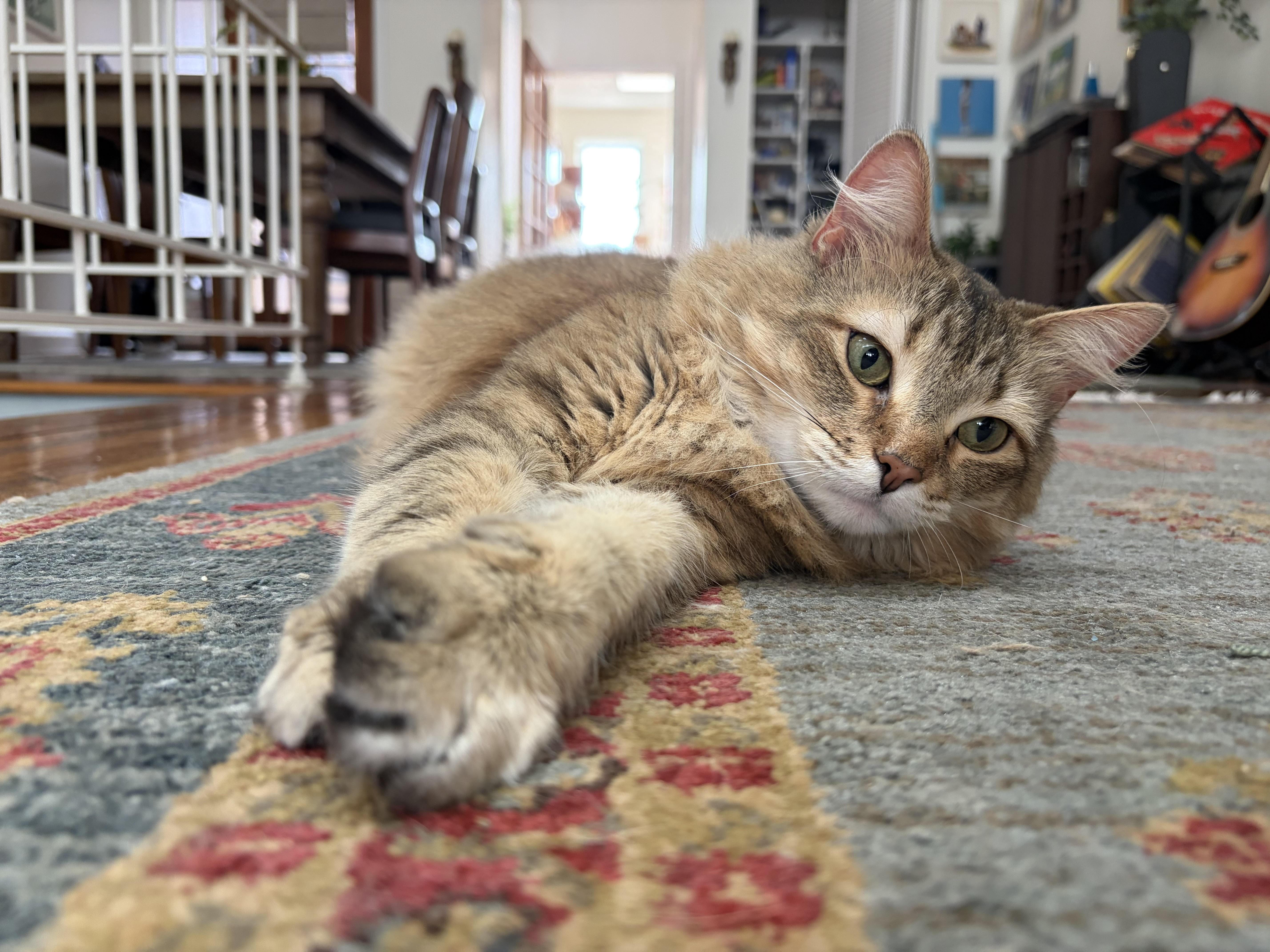 Enlarge Chai, an adopted Domestic Long Hair in Fairfax, VA image 2/6