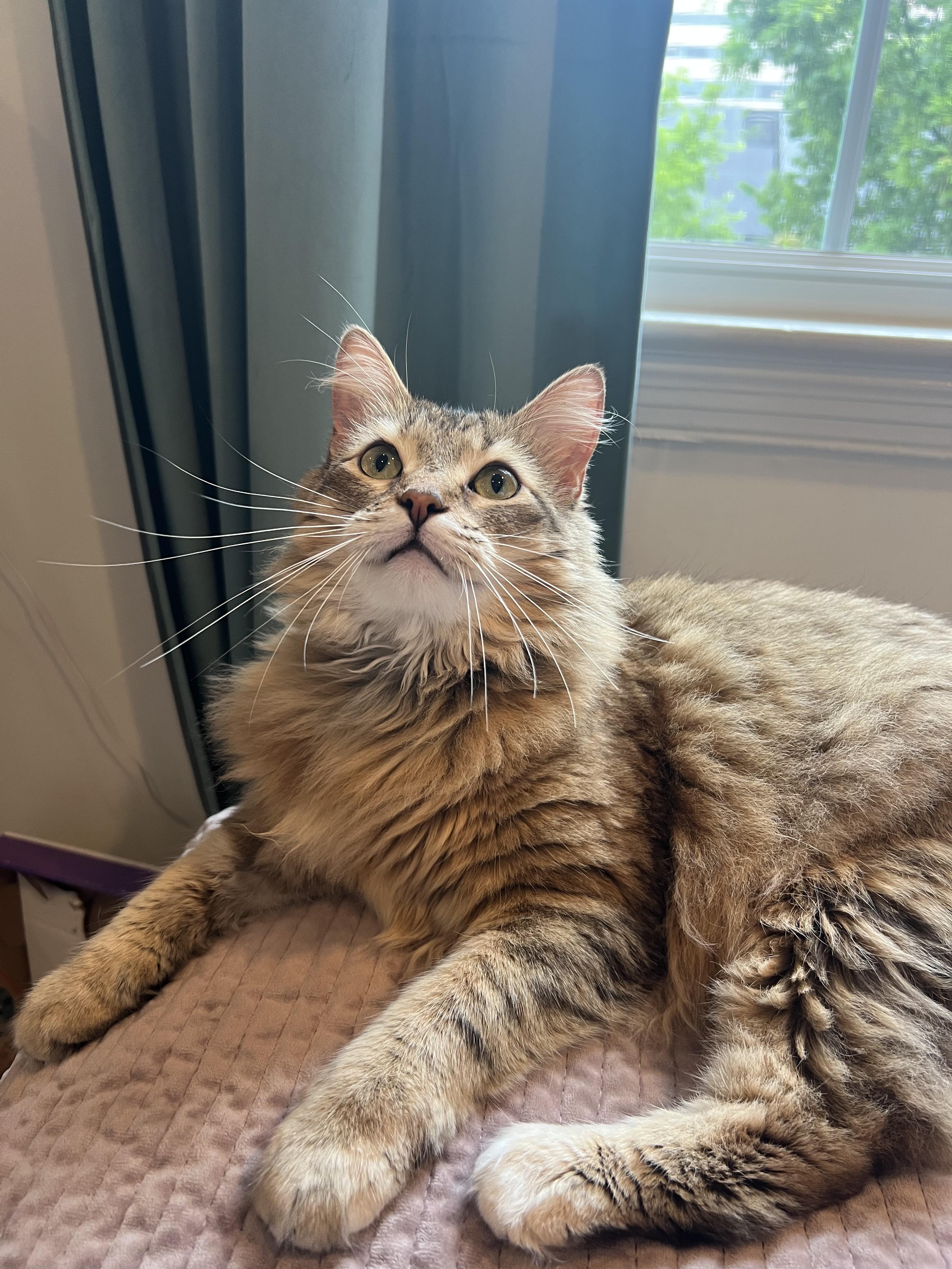 Chai, adopted, Adult Female Domestic Long Hair.