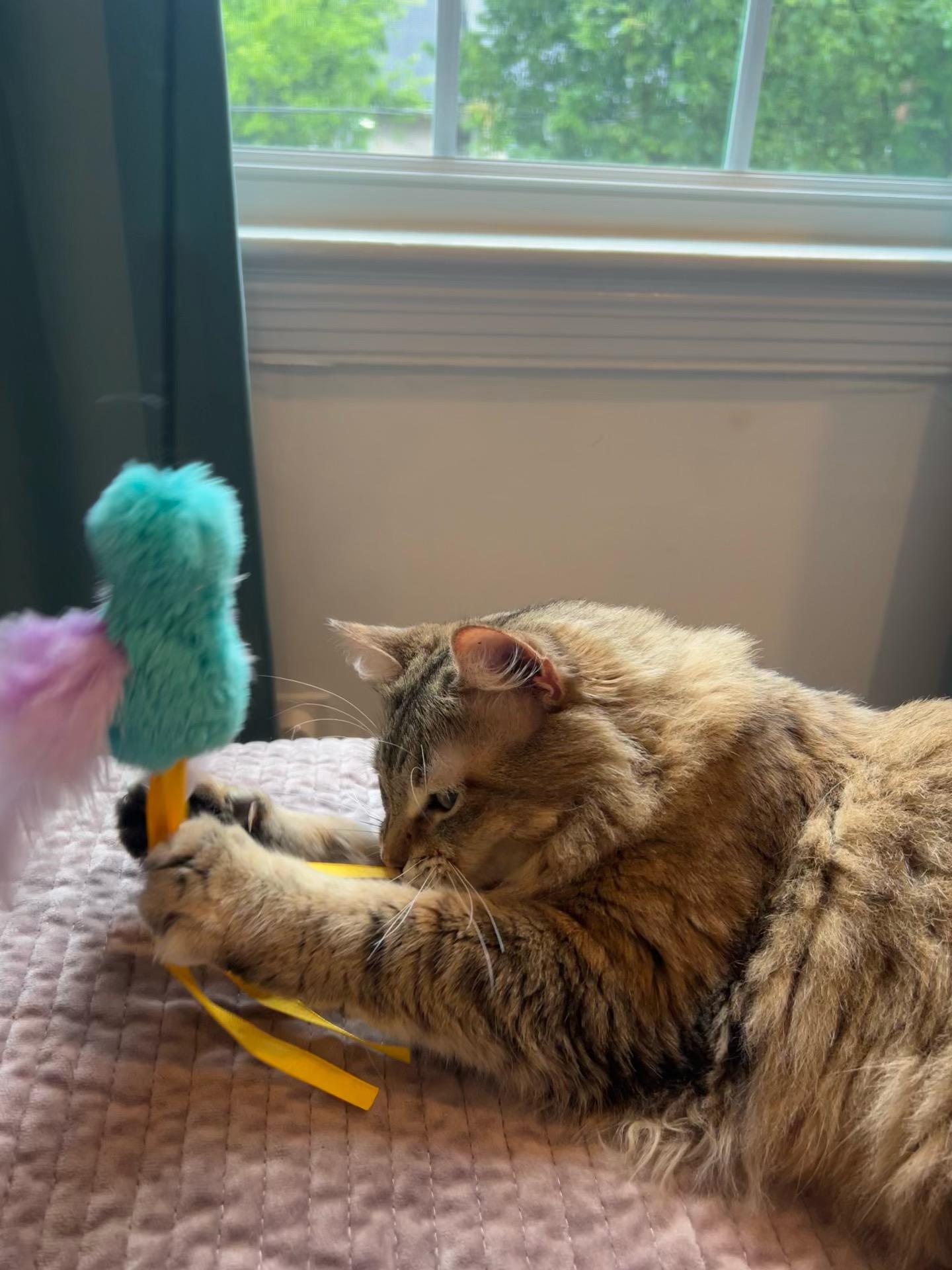 Enlarge Chai, an adopted Domestic Long Hair in Fairfax, VA image 5/6