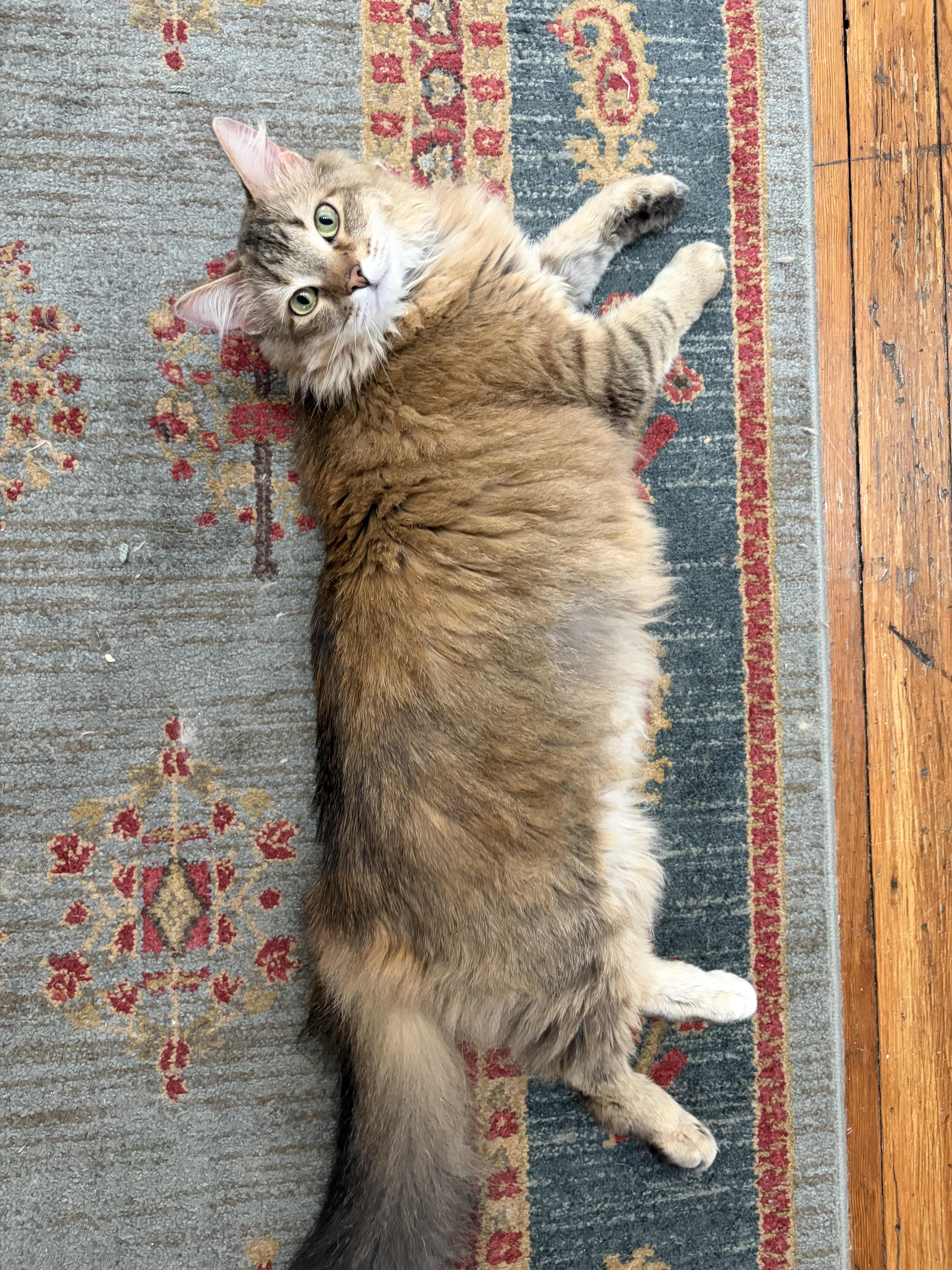 Enlarge Chai, an adopted Domestic Long Hair in Fairfax, VA image 4/6