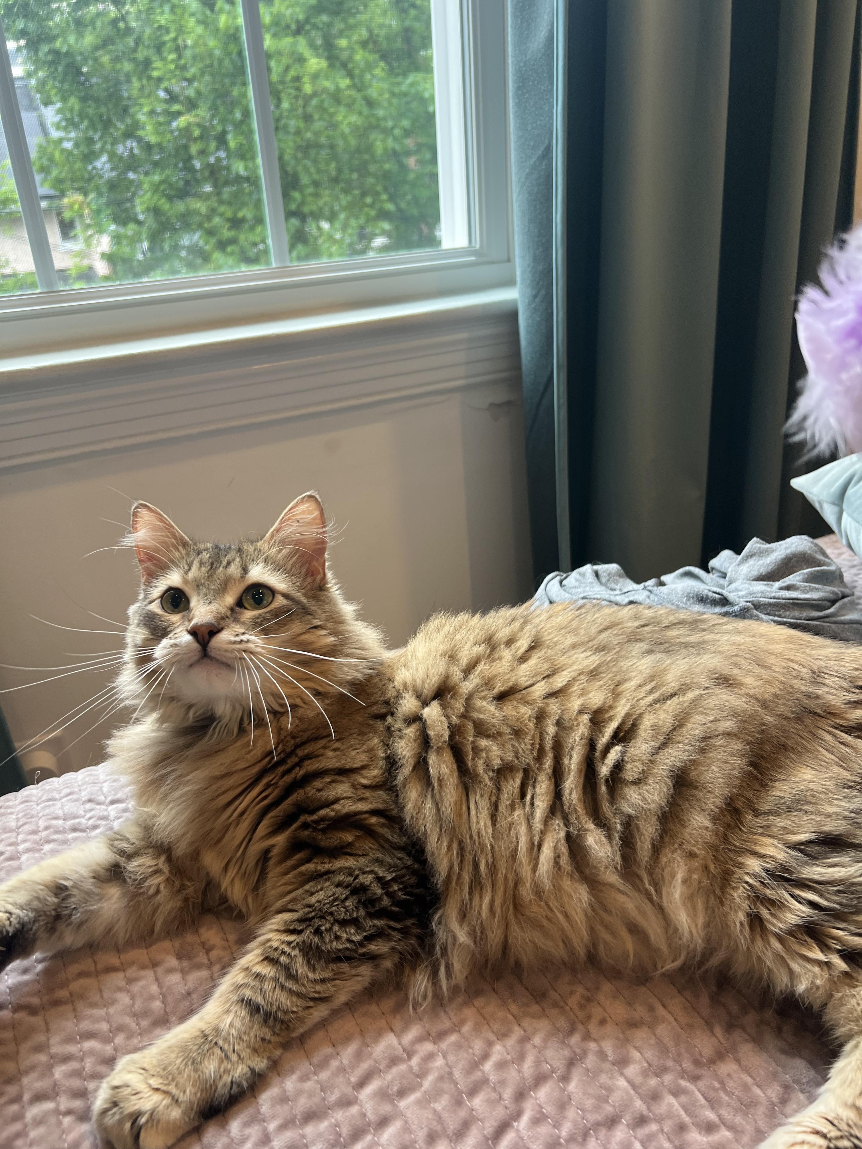 Enlarge Chai, an adopted Domestic Long Hair in Fairfax, VA image 3/6