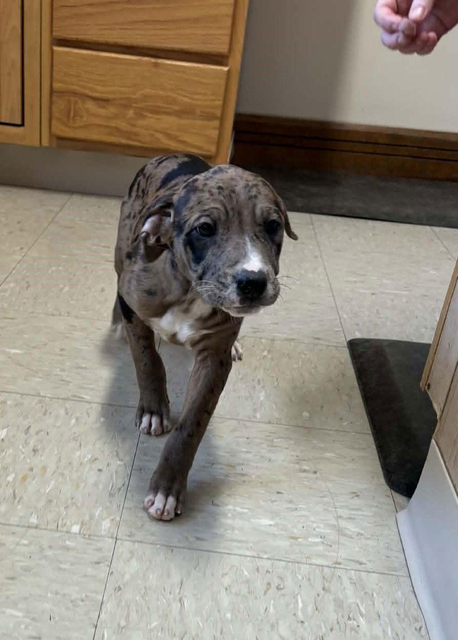 Laney W, Adopted, Puppy Female Mixed Breed.