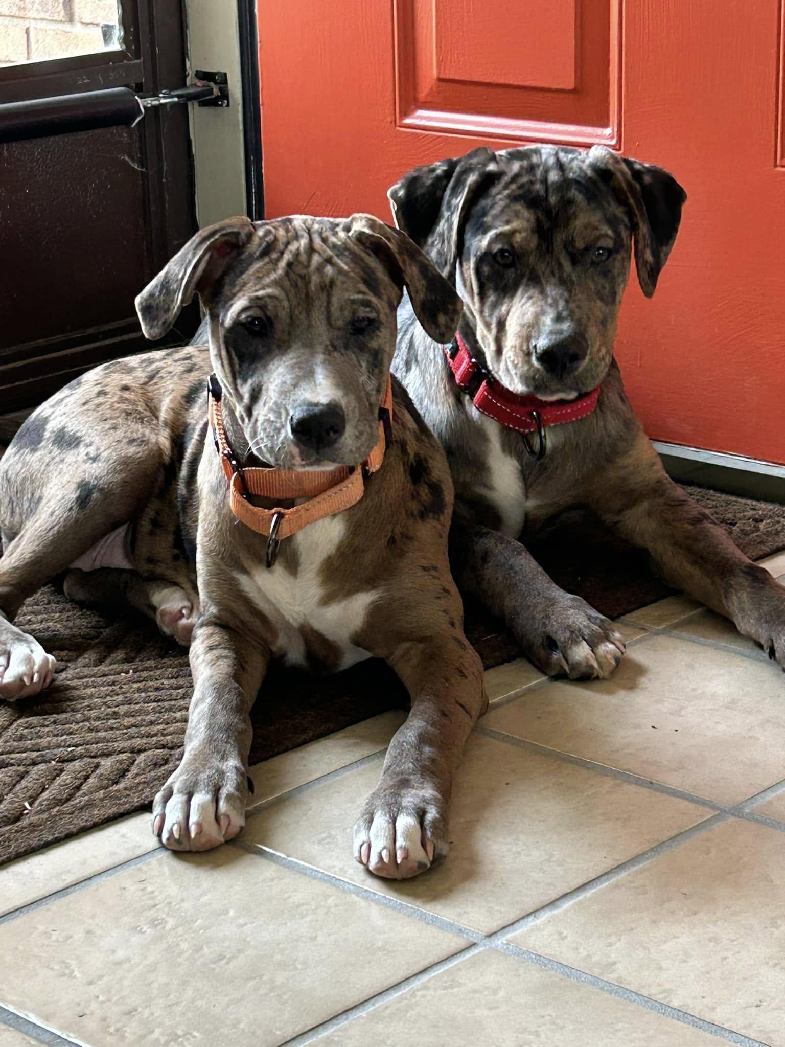 Enlarge Laney W, a Adopted Mixed Breed in Poland, IN image 2/3