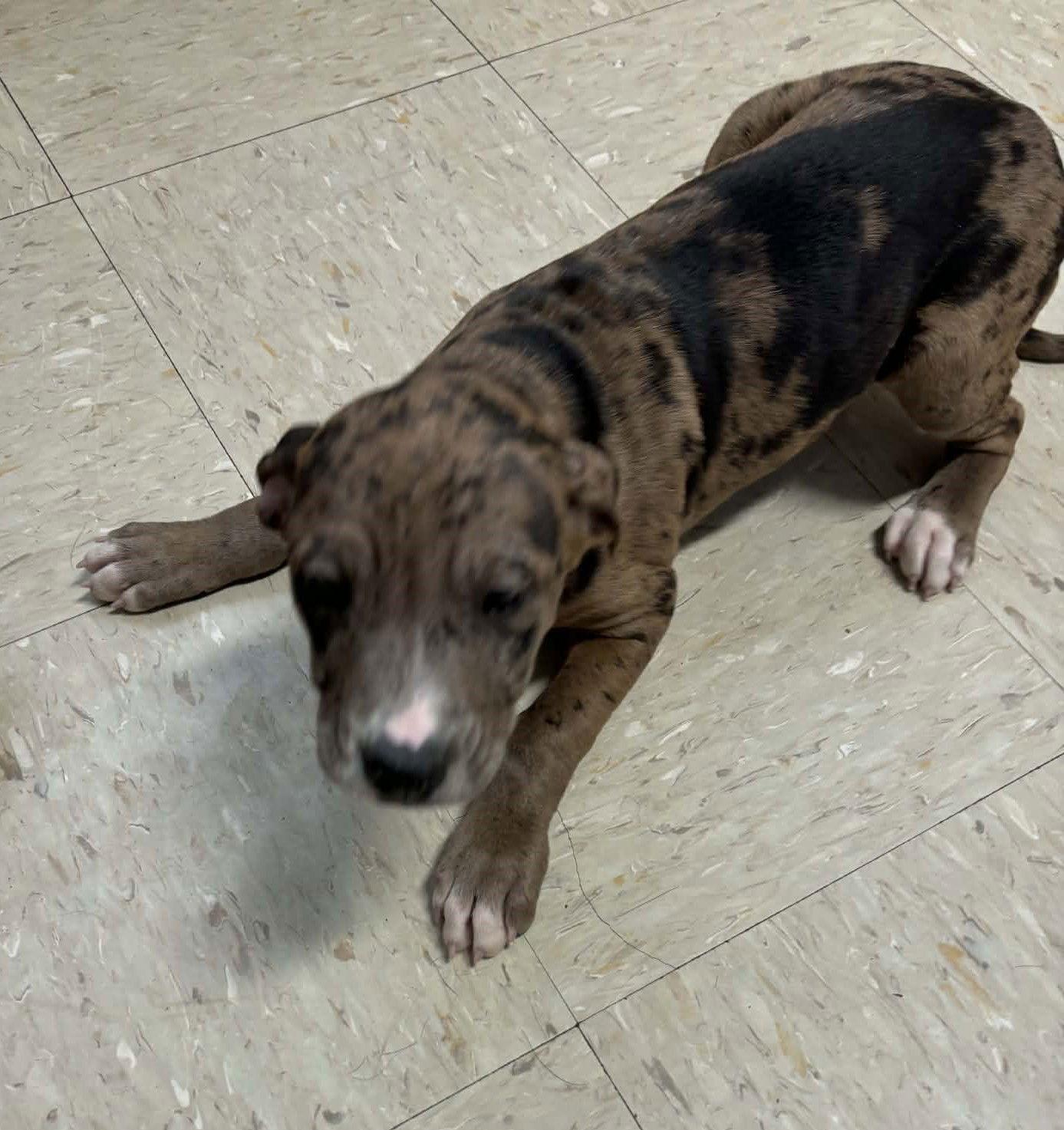 Enlarge Laney W, a Adopted Mixed Breed in Poland, IN image 3/3