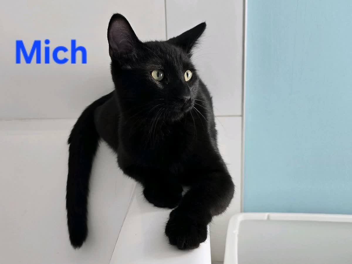 Mich, a Adoptable Domestic Short Hair in Lemont, IL image 1/3