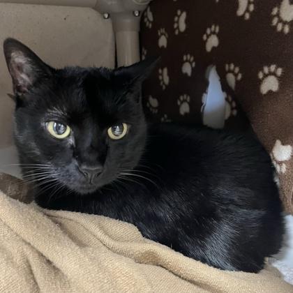 Luna, Adoptable, Adult Female Domestic Short Hair & Domestic Short Hair.