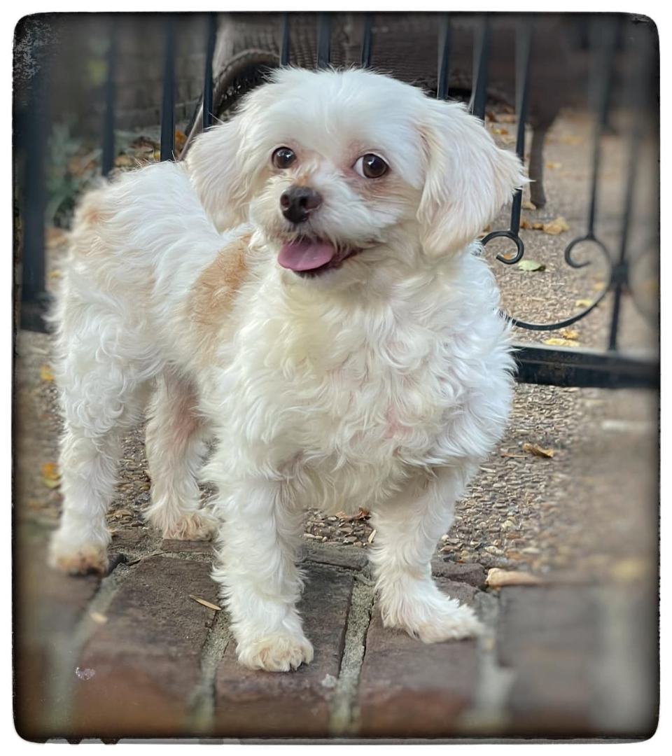 Enlarge Claire, a Adopted Maltipoo in Antioch, TN image 1/3