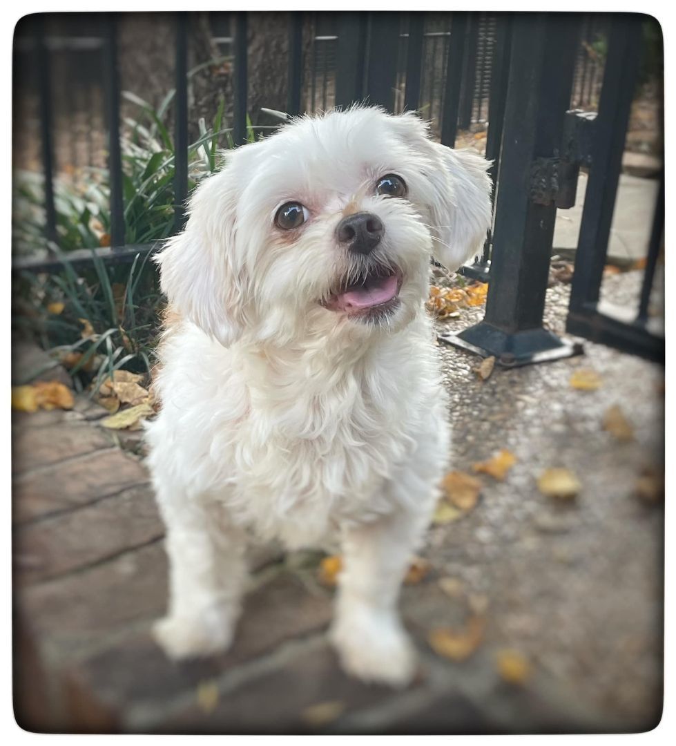 Enlarge Claire, a Adopted Maltipoo in Antioch, TN image 2/3