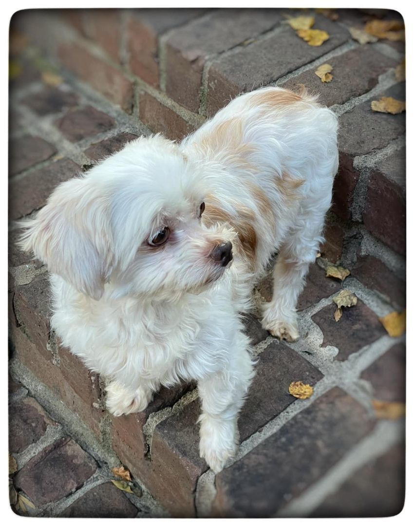 Enlarge Claire, a Adopted Maltipoo in Antioch, TN image 3/3