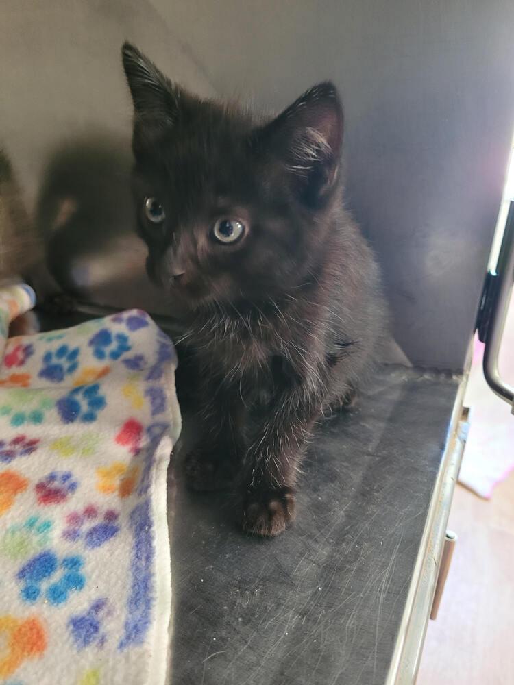 Emerson, Adoptable, Kitten Male Domestic Short Hair.