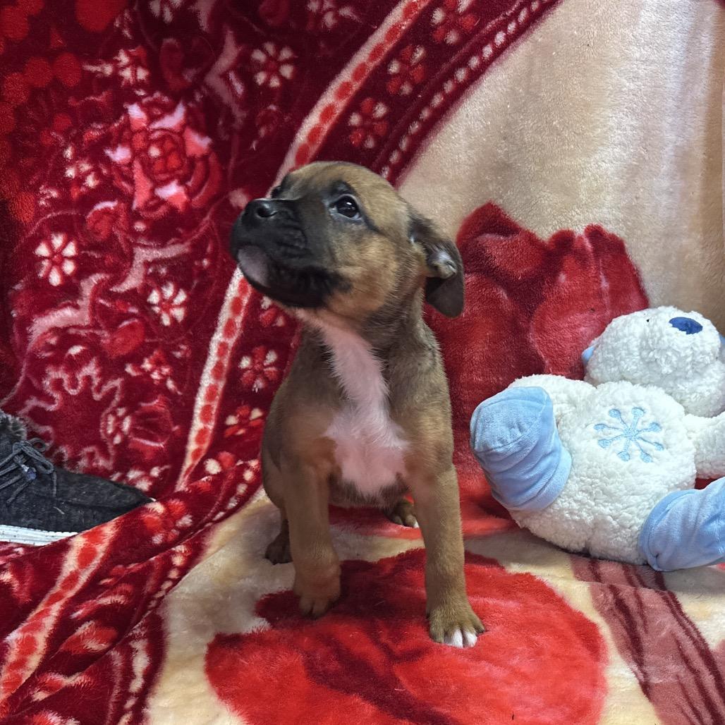 Enlarge Halloumi, a Adoptable mixed breed in Uniontown, PA image 1/3