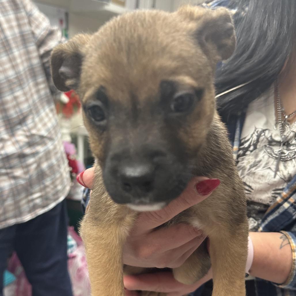 Enlarge Halloumi, a Adoptable mixed breed in Uniontown, PA image 2/3
