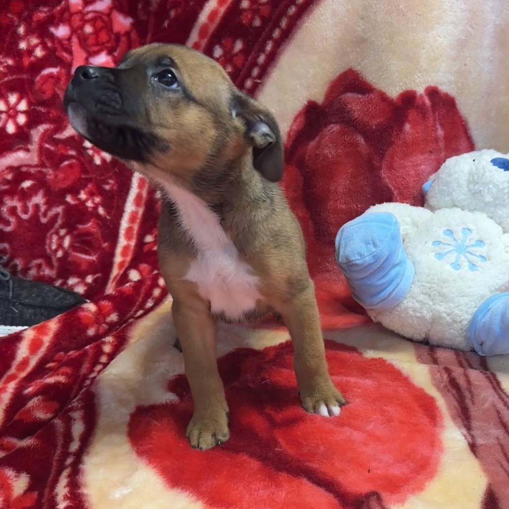 Enlarge Halloumi, a Adoptable mixed breed in Uniontown, PA image 3/3