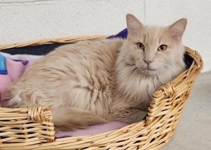Moe, Adoptable, Adult Male Domestic Medium Hair.