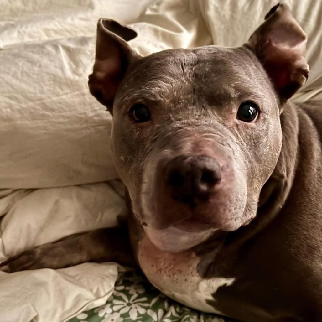 Momma, Adoptable, Senior Female Pit Bull Terrier.