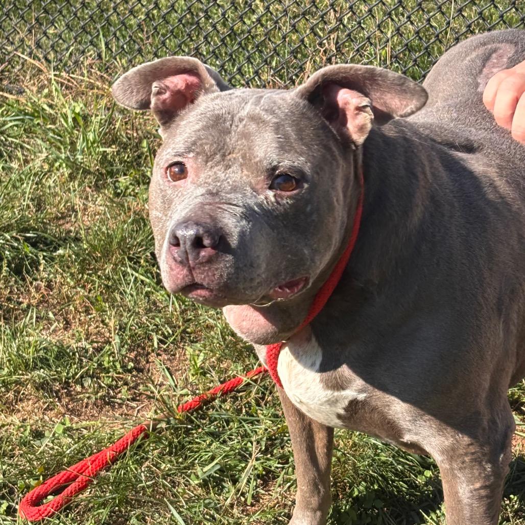 Enlarge Momma, a Adoptable Pit Bull Terrier in York, PA image 2/6
