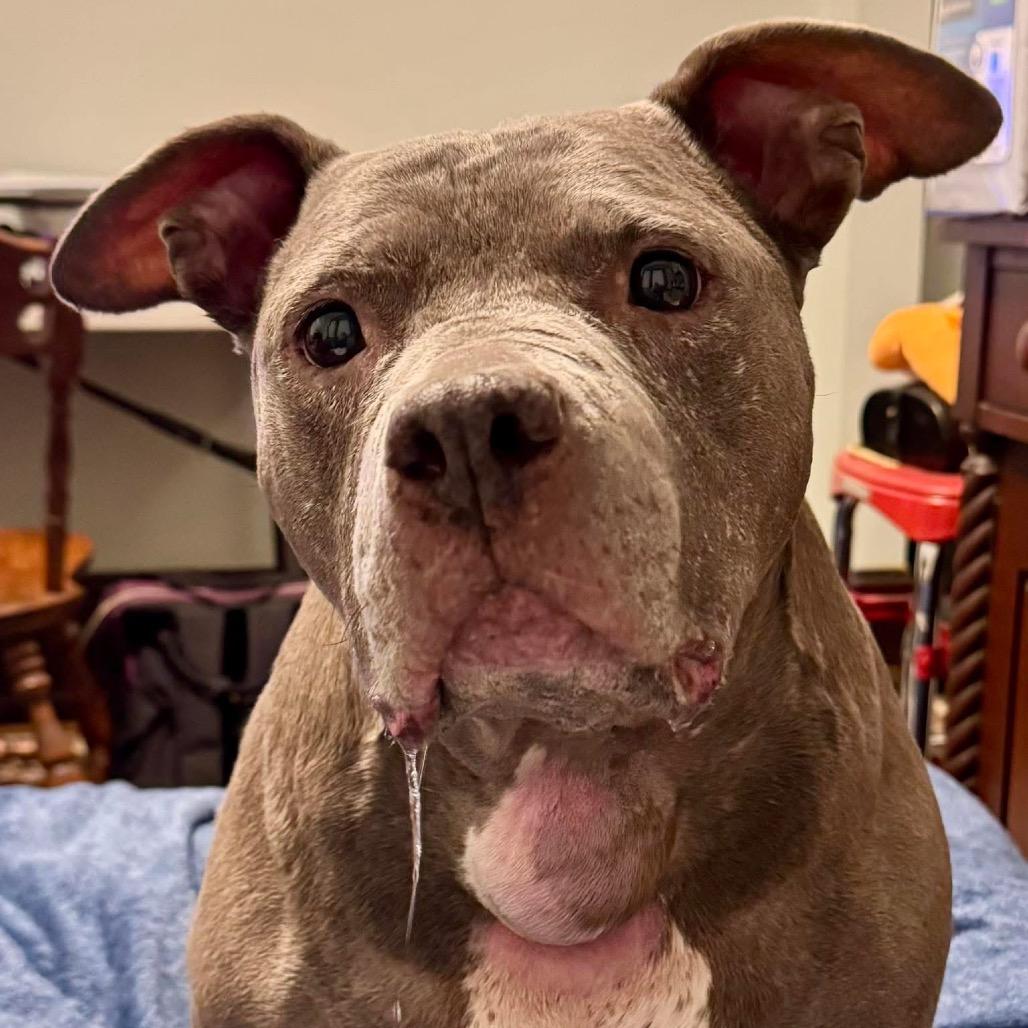 Enlarge Momma, a Adoptable Pit Bull Terrier in York, PA image 4/6