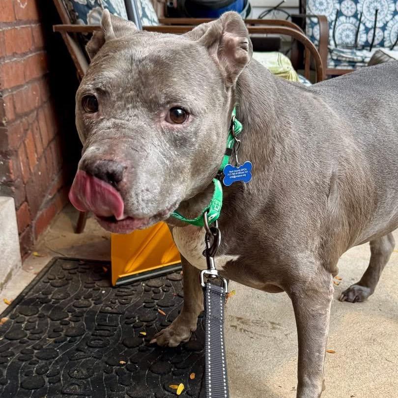 Enlarge Momma, a Adoptable Pit Bull Terrier in York, PA image 5/6