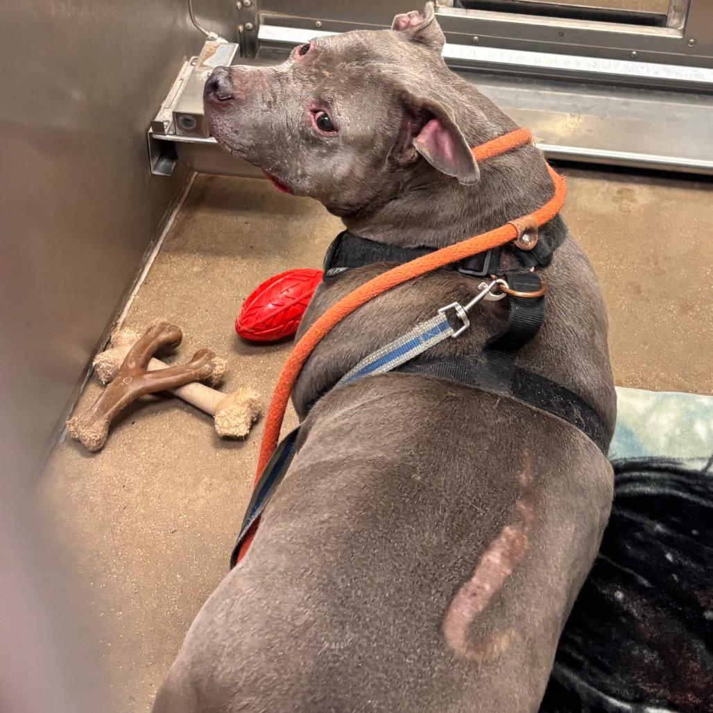 Enlarge Momma, a Adoptable Pit Bull Terrier in York, PA image 6/6