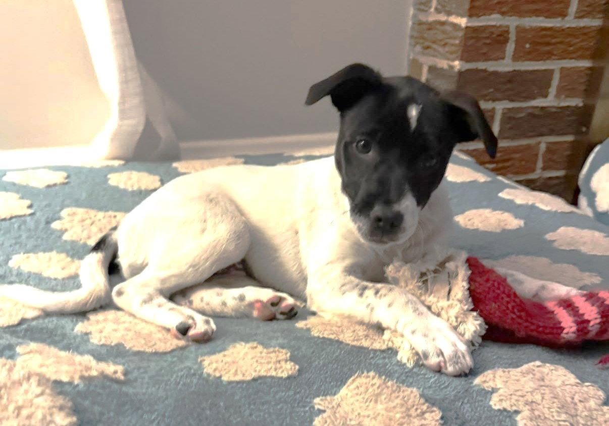 Enlarge Rizzo MGO in RI, a Adoptable mixed breed in Warwick, RI image 1/3