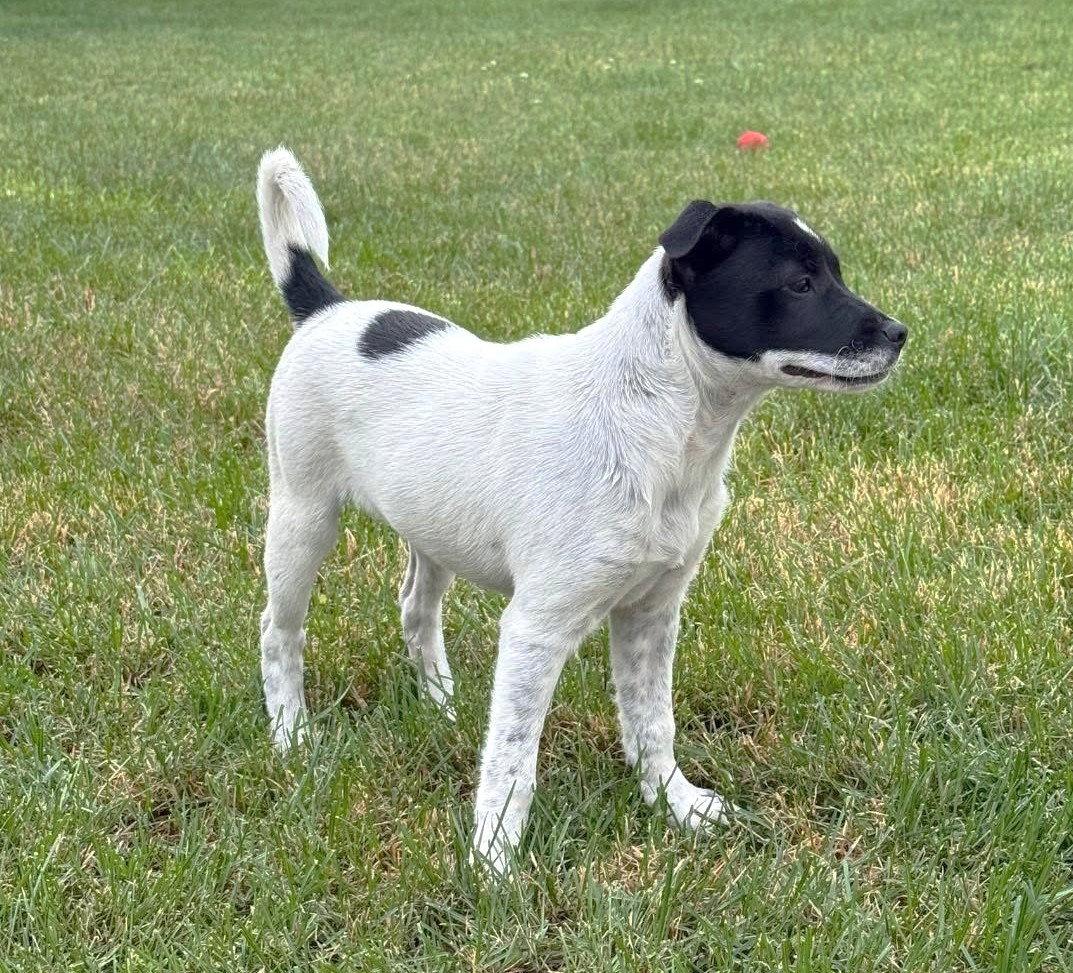Enlarge Rizzo MGO in RI, a Adoptable mixed breed in Warwick, RI image 2/3