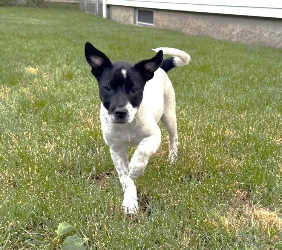 Enlarge Rizzo MGO in RI, a Adoptable mixed breed in Warwick, RI image 3/3