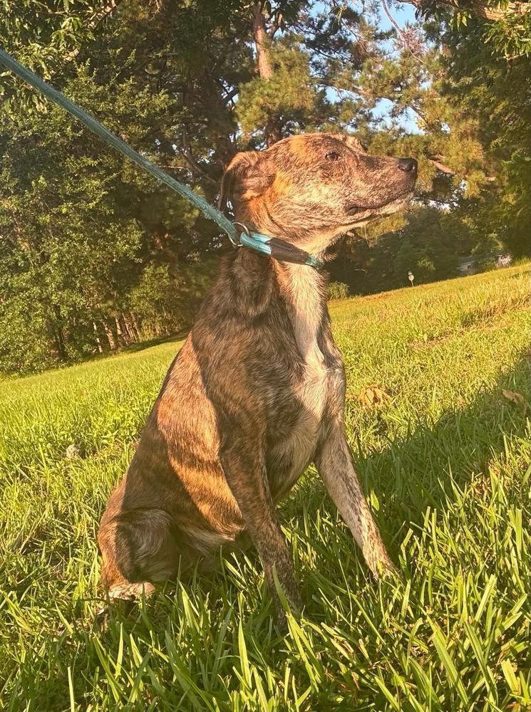 Enlarge Opal, a Adoptable mixed breed in Syracuse, NY image 1/5