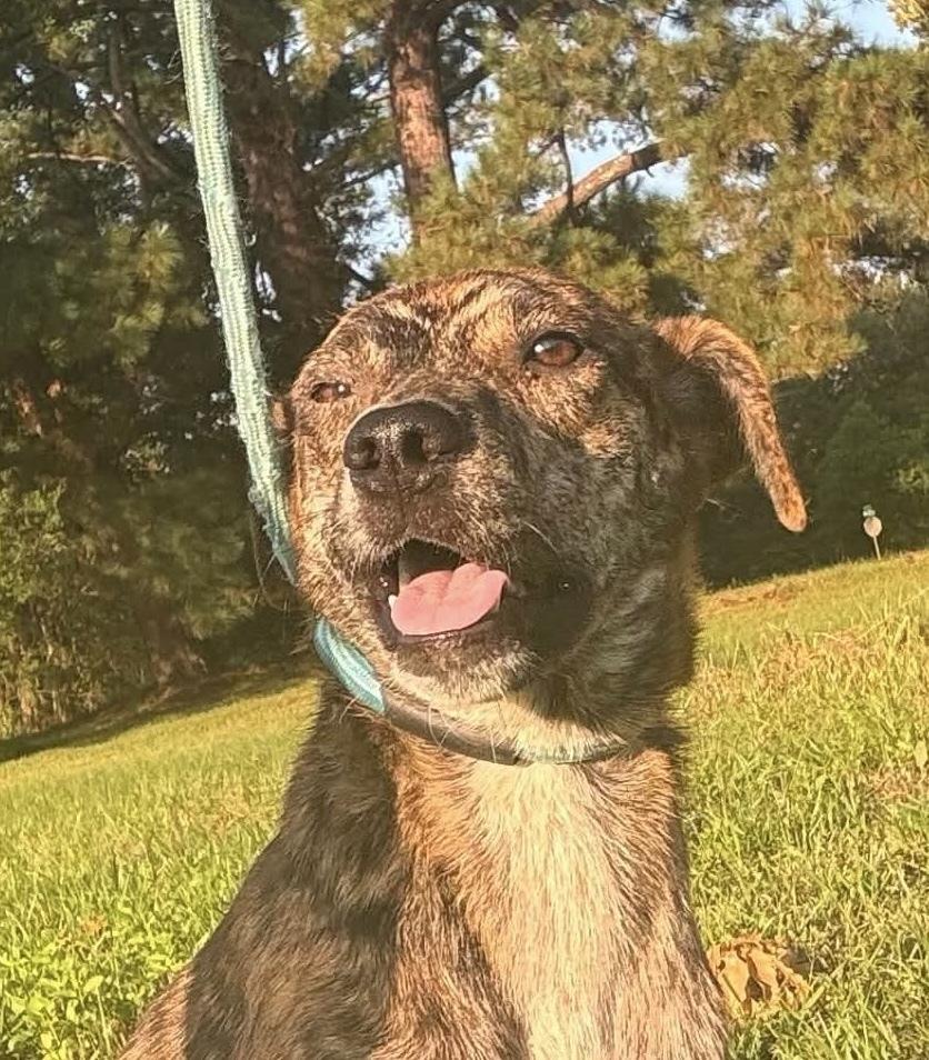 Enlarge Opal, a Adoptable mixed breed in Syracuse, NY image 2/5