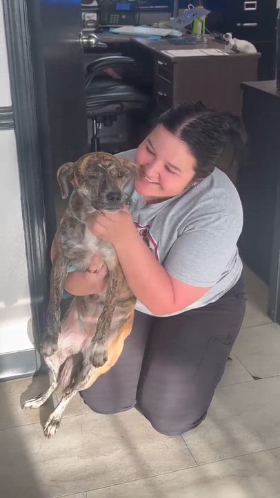 Enlarge Opal, a Adoptable mixed breed in Syracuse, NY video 4/5