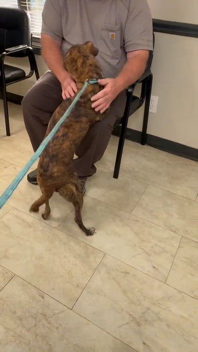Enlarge Opal, a Adoptable mixed breed in Syracuse, NY video 5/5