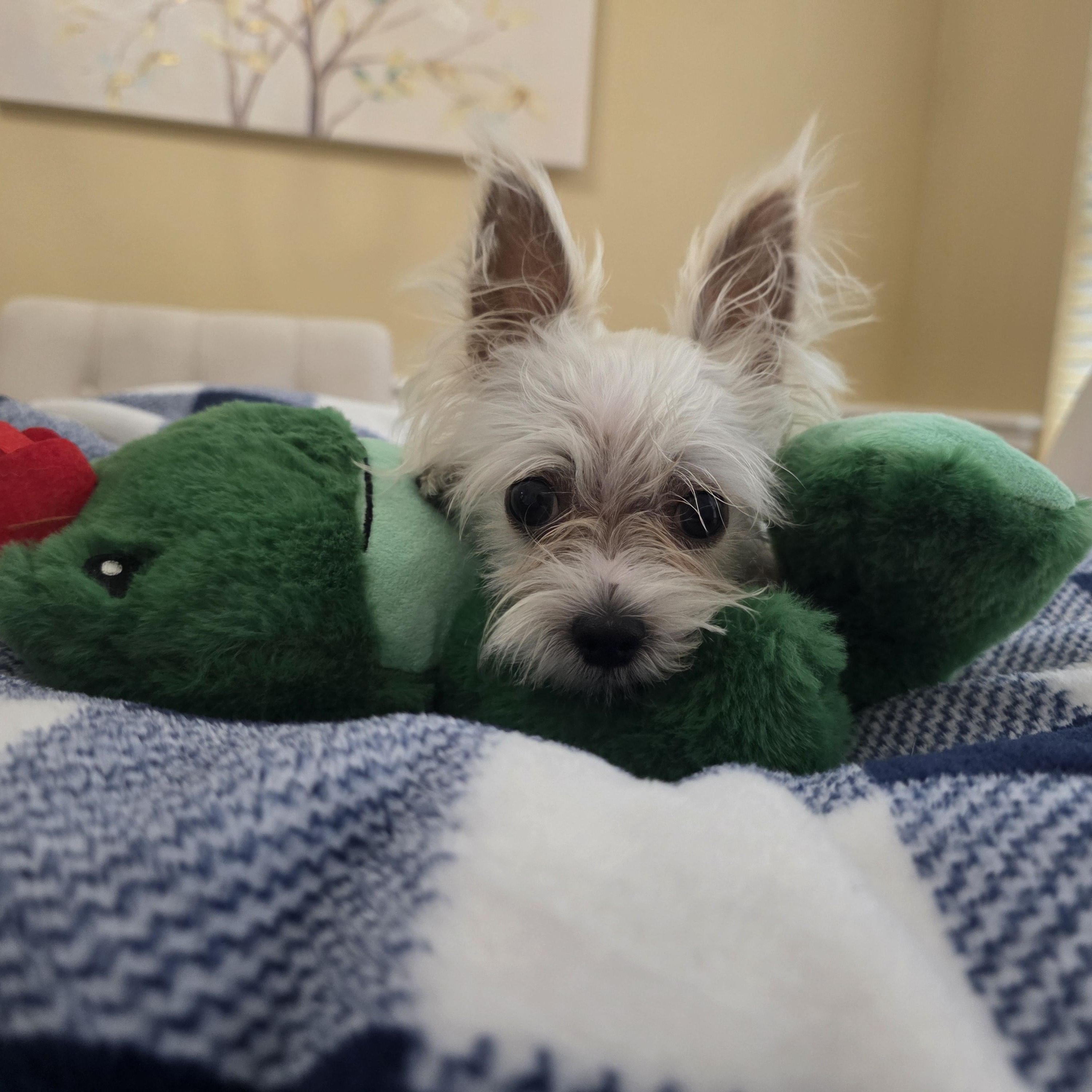 Enlarge Buster, an adopted mixed breed in Dallas, TX image 4/6