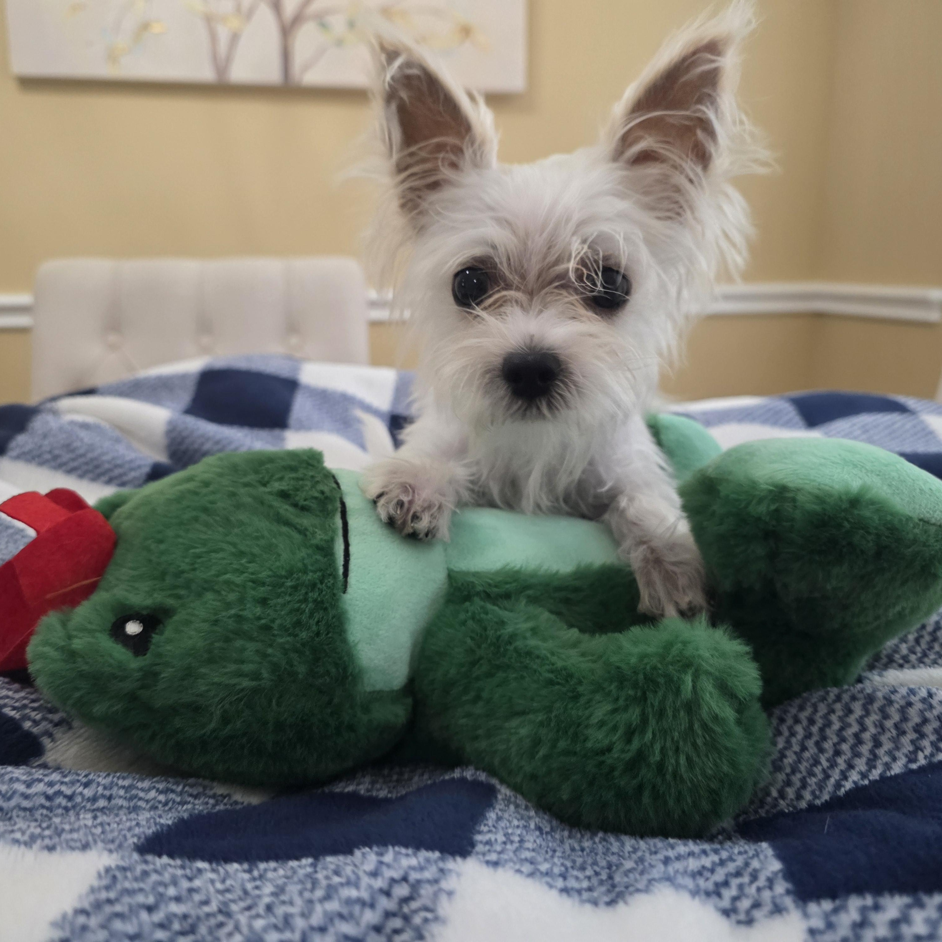 Enlarge Buster, an adopted mixed breed in Dallas, TX image 1/6