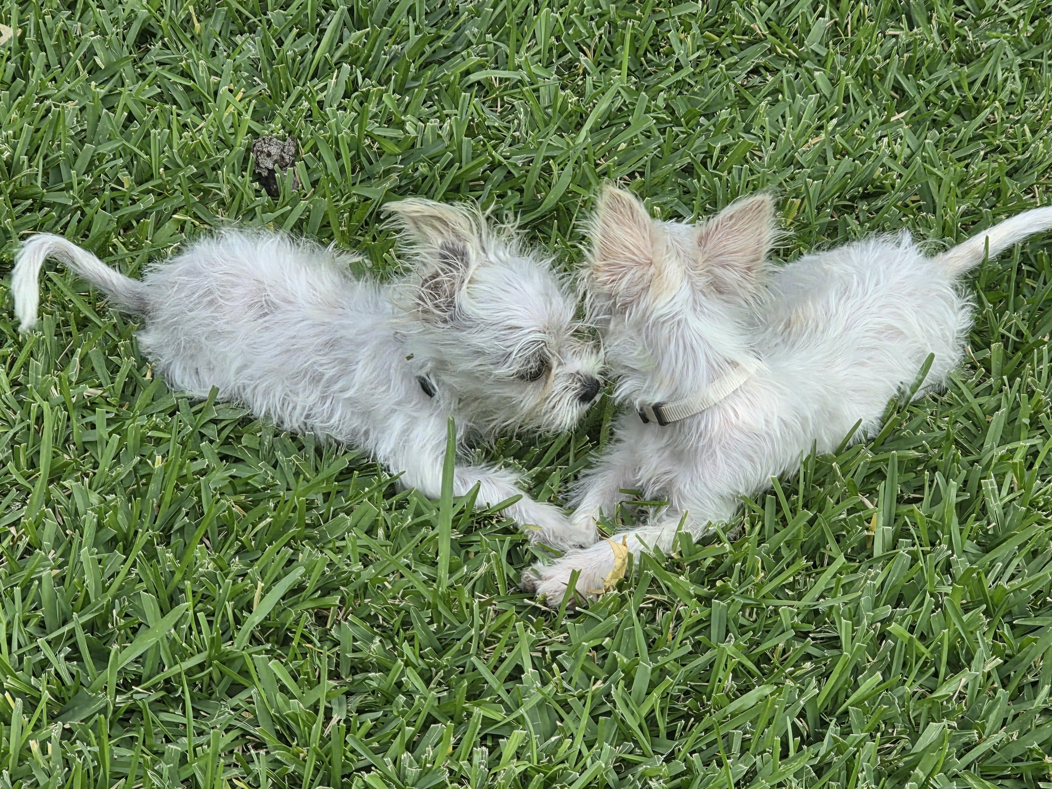 Enlarge Buster, an adopted mixed breed in Dallas, TX image 5/6