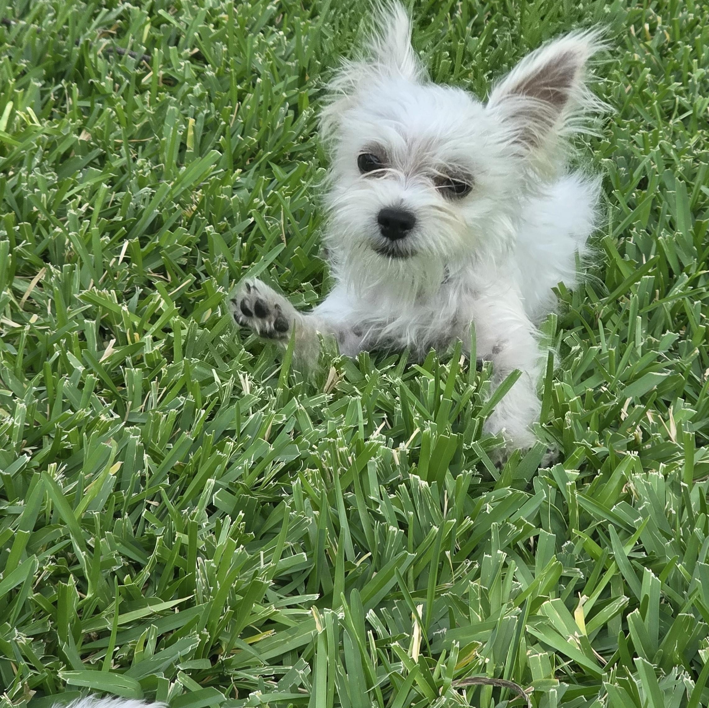 Enlarge Buster, an adopted mixed breed in Dallas, TX image 2/6