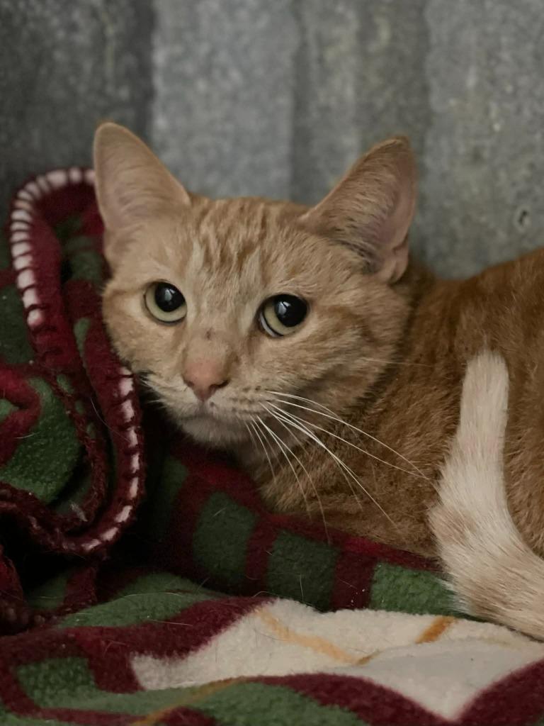 Fern, ADOPTABLE, Adult Female Domestic Short Hair.