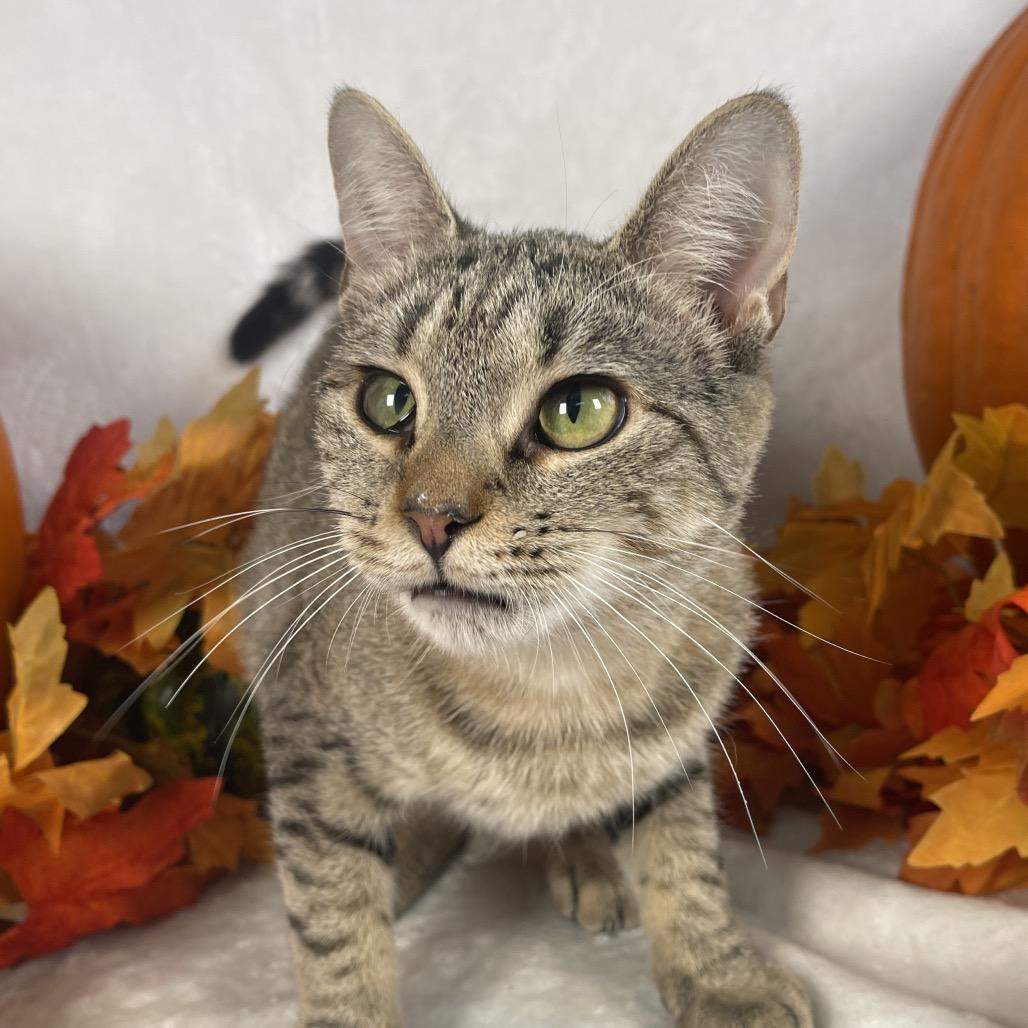 Enlarge Violet, a Adoptable Domestic Short Hair in Johnson City, TN image 1/3