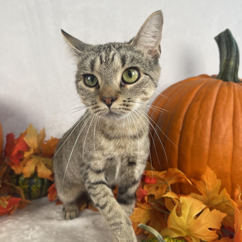Enlarge Violet, a Adoptable Domestic Short Hair in Johnson City, TN image 2/3
