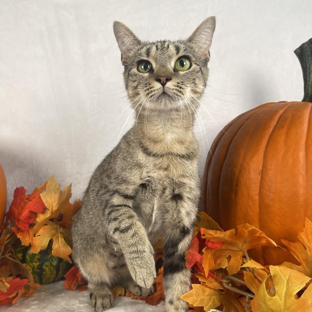 Enlarge Violet, a Adoptable Domestic Short Hair in Johnson City, TN image 3/3