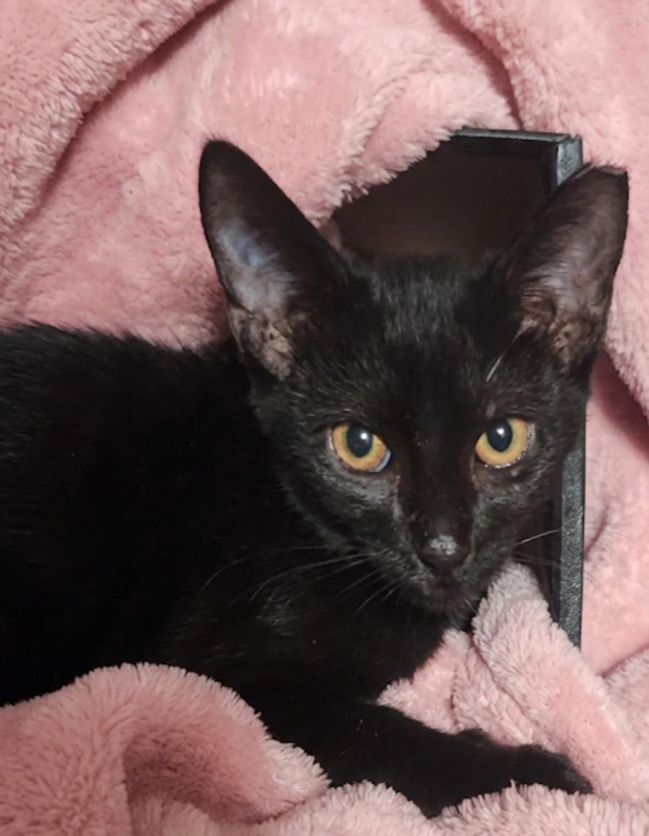 Enlarge Tilly, a ADOPTABLE Domestic Short Hair in Sayreville, NJ image 2/2